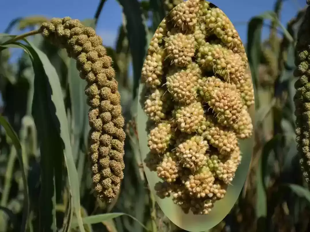 夏日没胃口？一碗米脂小米粥，瞬间开胃又养颜！