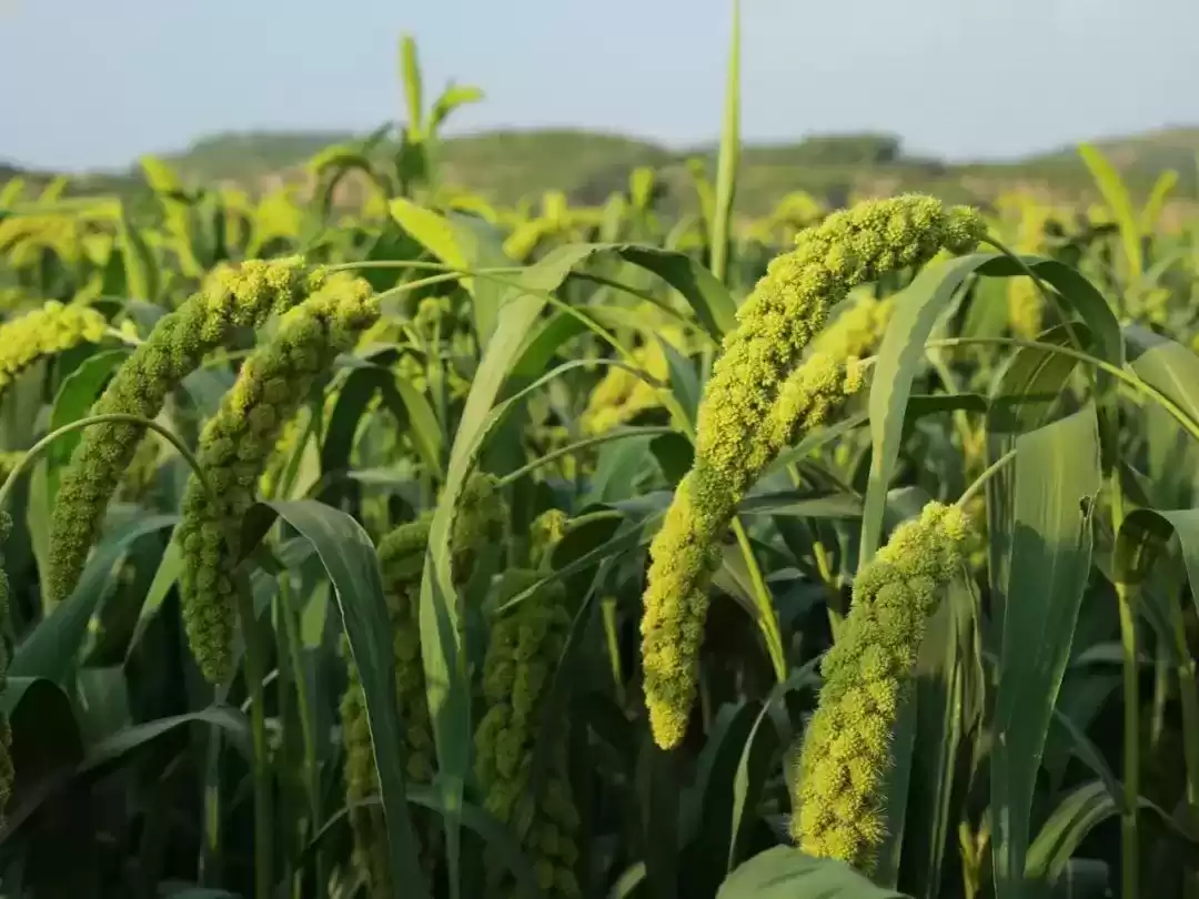 夏日没胃口？一碗米脂小米粥，瞬间开胃又养颜！