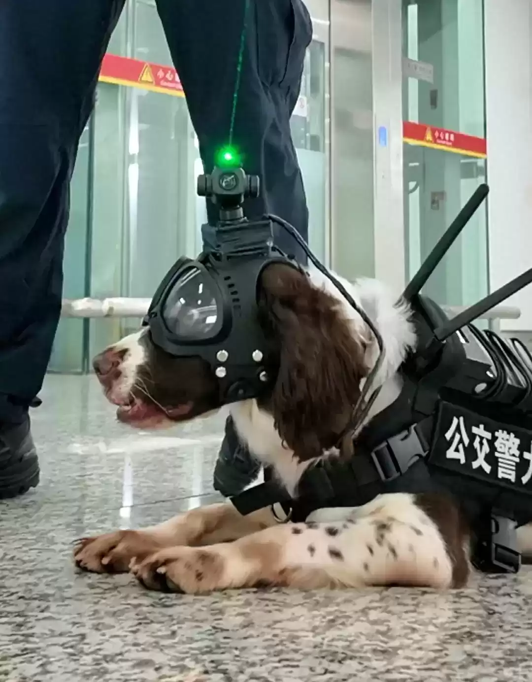 超燃！广州公安黑科技：犬用智能作战头盔，萌帅出击，安保革命！