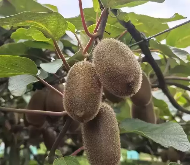 吃货经济爆发!2025全国农产品产销大会三日狂欢全揭秘 吃货经济爆发!2025全国农产品产销大会三日狂欢全揭秘